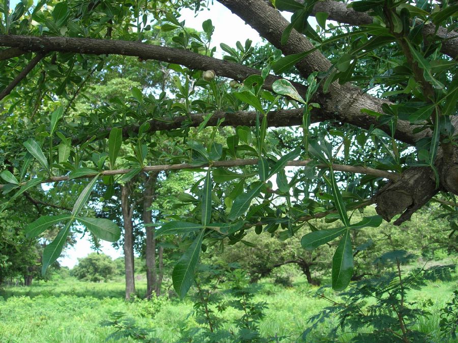 Bignoniaceae Crescentia cujete