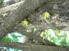 image of Crescentia cujete