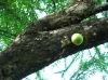 image of Crescentia cujete