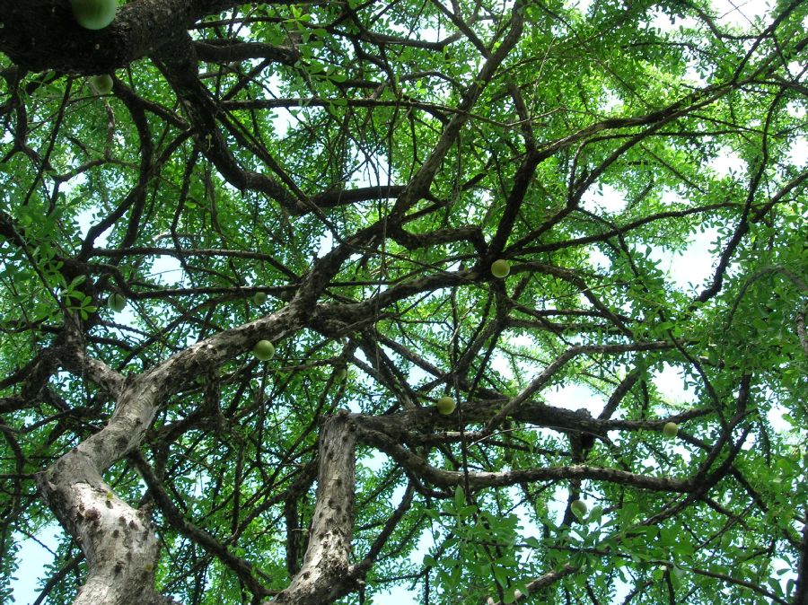 Bignoniaceae Crescentia cujete