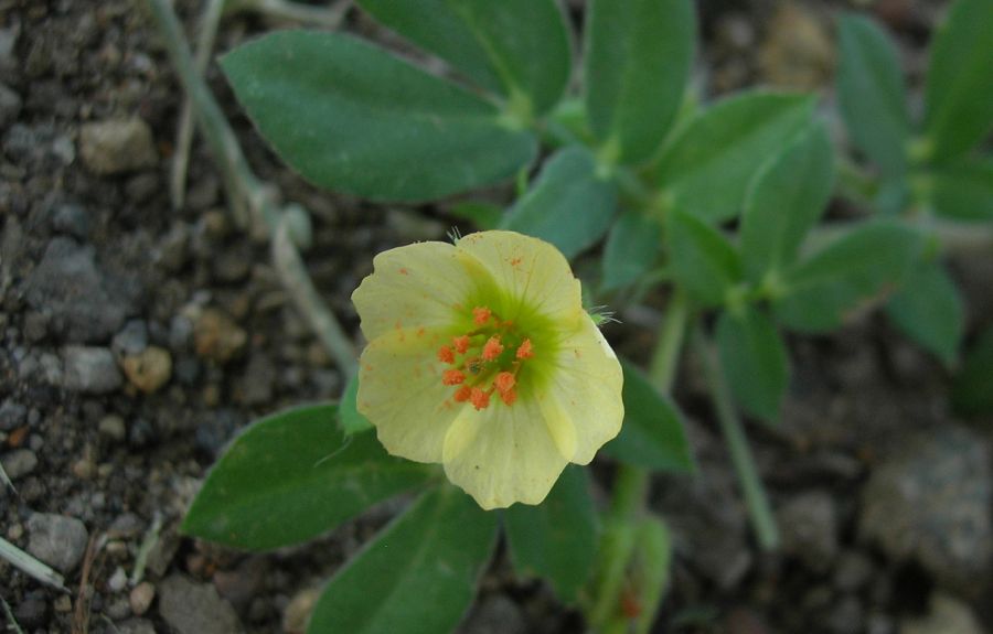 Zygophyllaceae Kallstroemia maxima