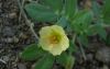 image of Kallstroemia maxima