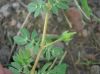 image of Kallstroemia maxima