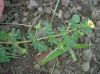 image of Kallstroemia maxima