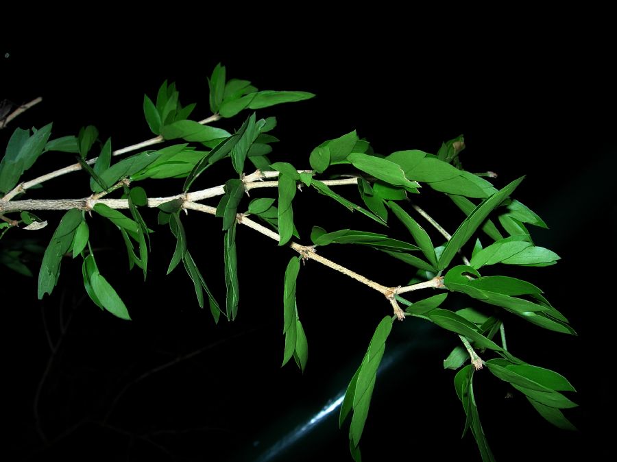 Zygophyllaceae Guaiacum 