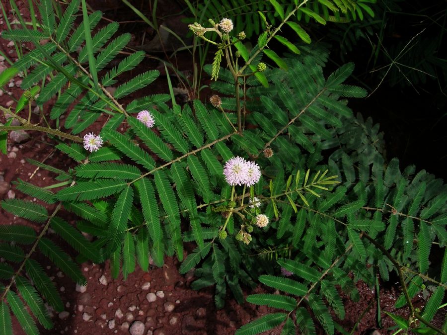 Fabaceae Mimosa pigra