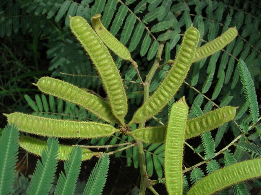 Fabaceae Mimosa pigra