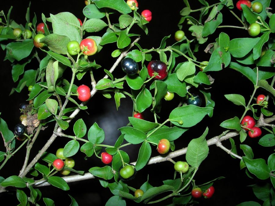 Apocynaceae Rauwolfia 