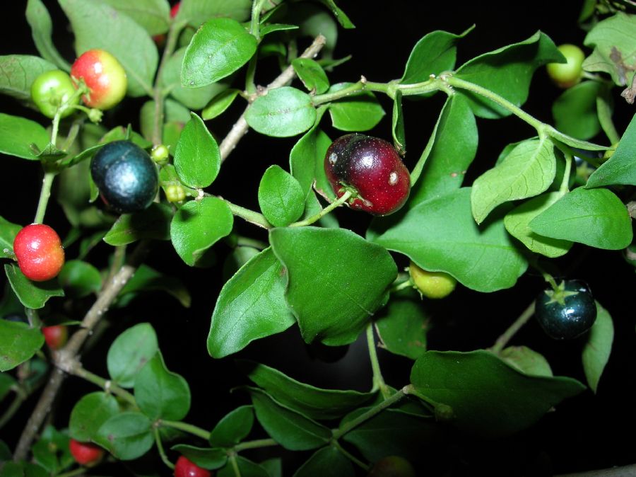 Apocynaceae Rauwolfia 