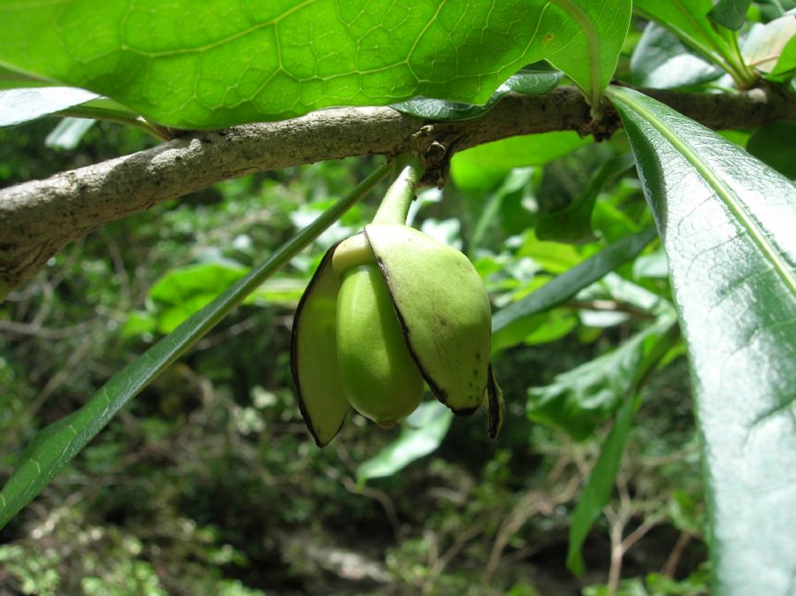 Bignoniaceae Crescentia alata