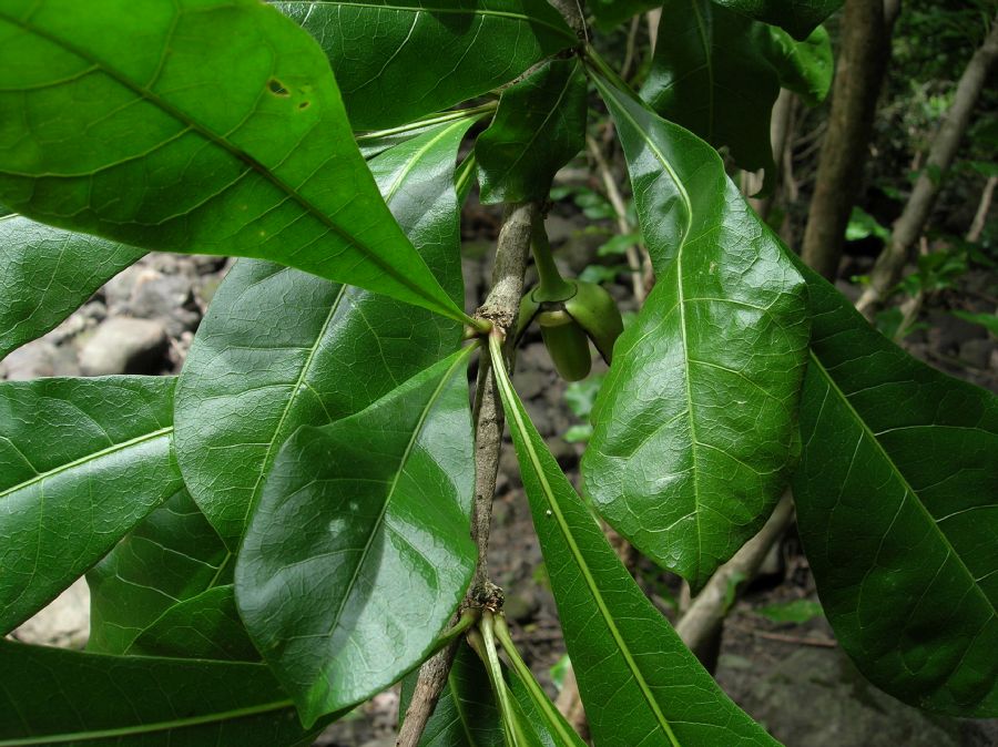 Bignoniaceae Crescentia alata