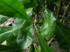 image of Crescentia alata