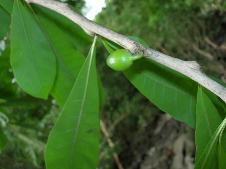 Bignoniaceae Crescentia alata