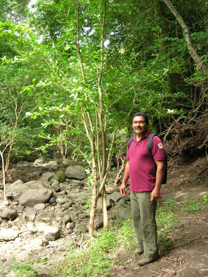 Bignoniaceae Crescentia alata