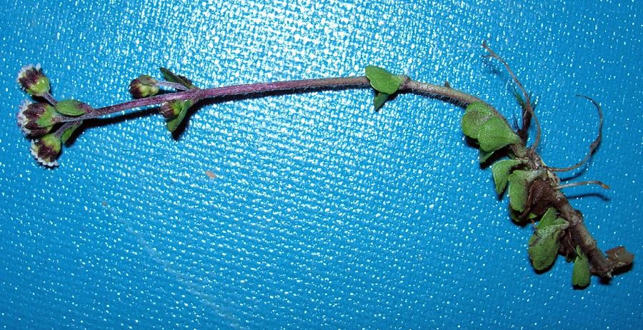 Asteraceae Iltisia repens