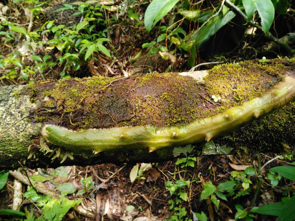 Polypodiaceae Microgramma megalophylla