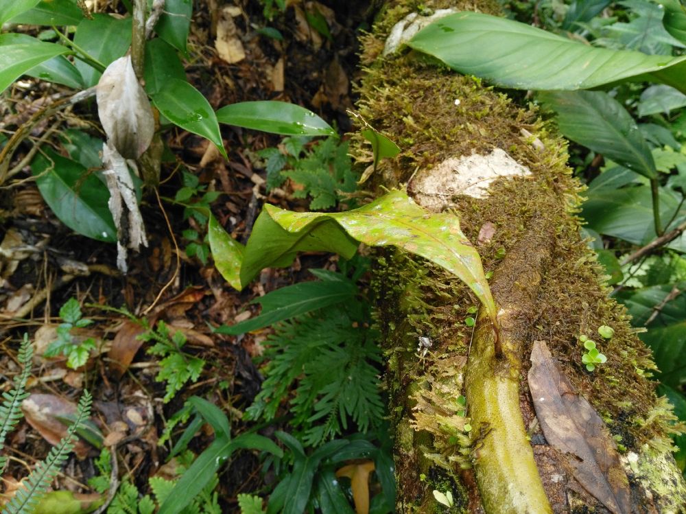 Polypodiaceae Microgramma megalophylla