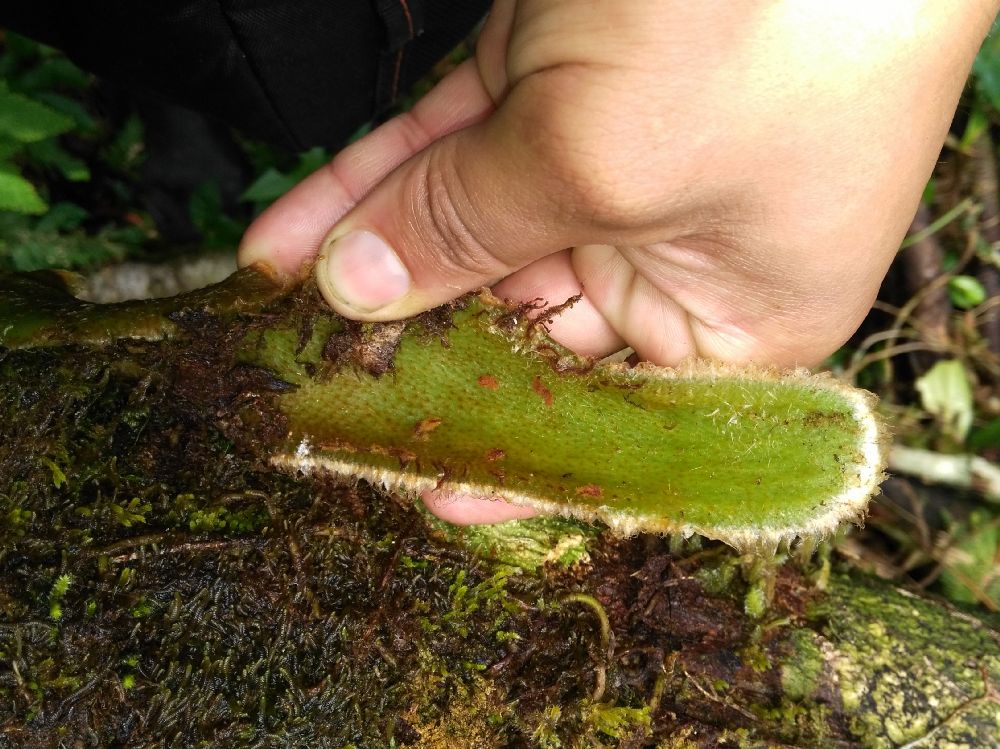 Polypodiaceae Microgramma megalophylla