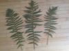 image of Dryopteris filix-mas