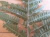 image of Dryopteris filix-mas