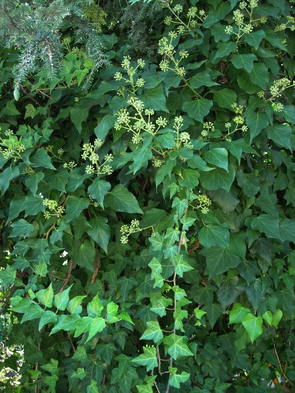 Araliaceae Hedera helix