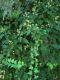 image of Hedera helix