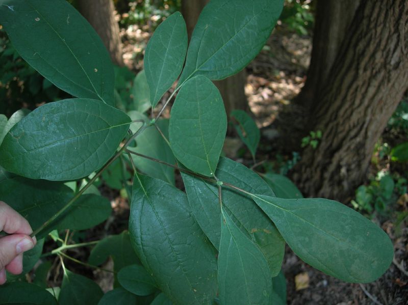 Lauraceae Sassafras albidum