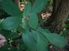 image of Sassafras albidum