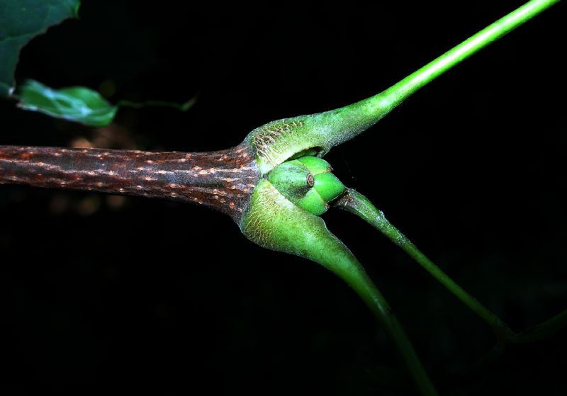 Aceraceae Acer platanoides