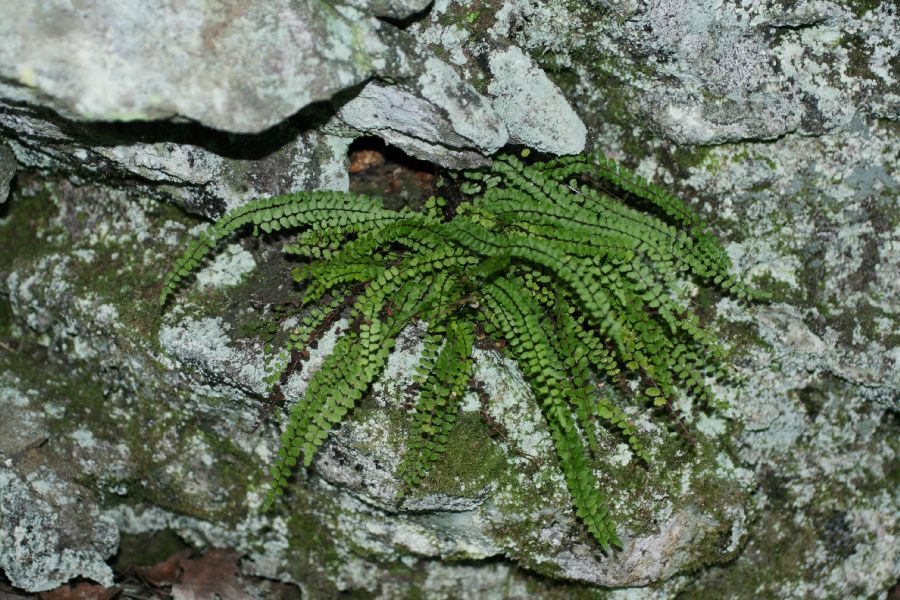 Aspleniaceae Asplenium trichomanes