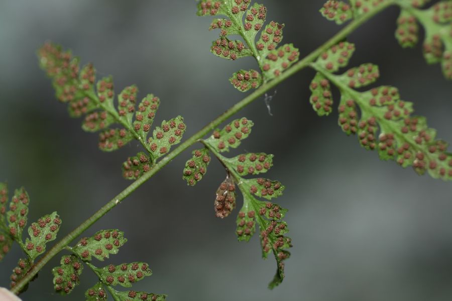 Cystopteridaceae Cystopteris tenuis