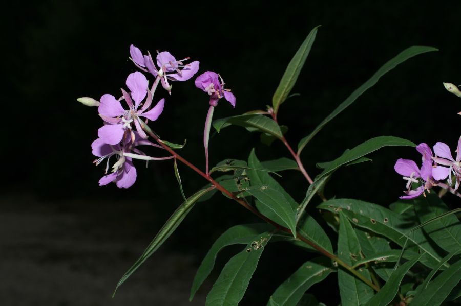 Onagraceae Epilobium angustifolium