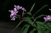 image of Epilobium angustifolium