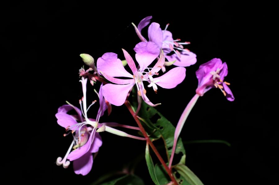 Onagraceae Epilobium angustifolium