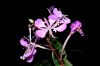 image of Epilobium angustifolium