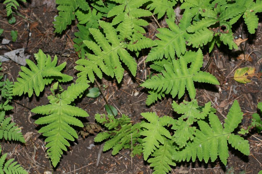 Cystopteridaceae Gymnocarpium oyamense