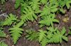 image of Gymnocarpium oyamense