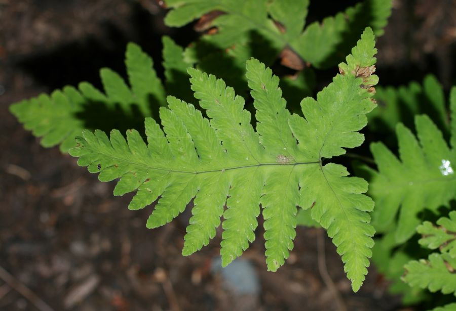 Cystopteridaceae Gymnocarpium oyamense