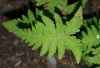 image of Gymnocarpium oyamense