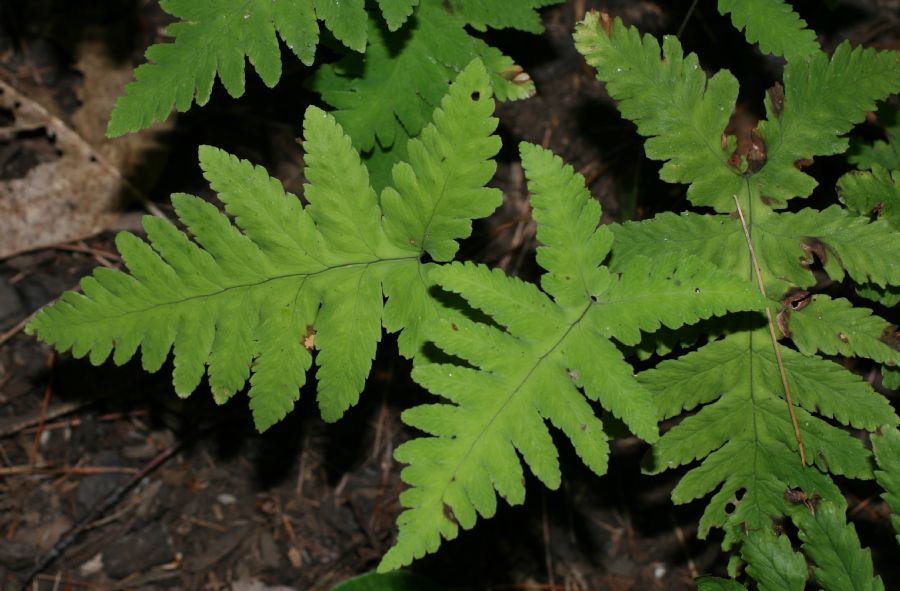 Cystopteridaceae Gymnocarpium oyamense