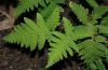 image of Gymnocarpium oyamense
