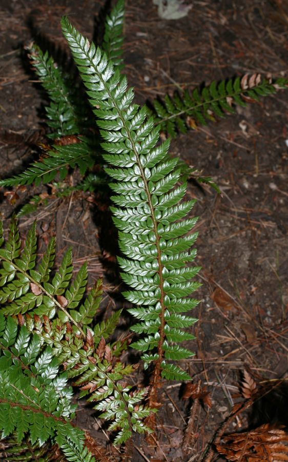 Dryopteridaceae Polystichum neolobatum
