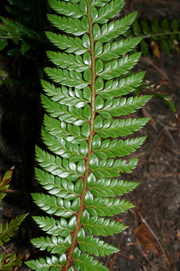 Dryopteridaceae Polystichum neolobatum