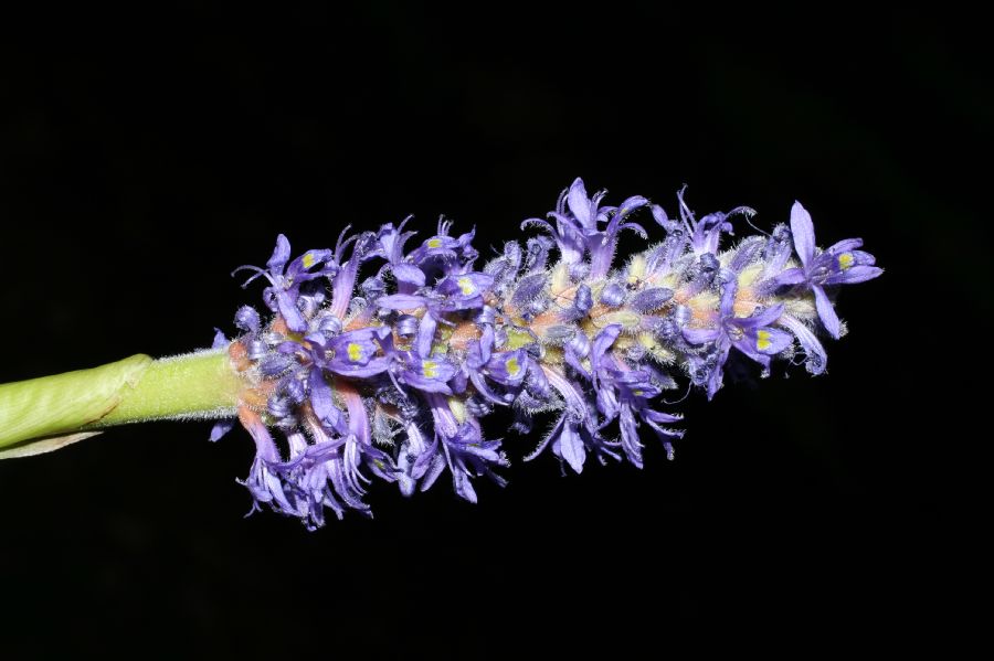 Pontederiaceae Pontederia cordata
