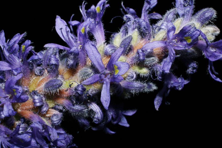 Pontederiaceae Pontederia cordata