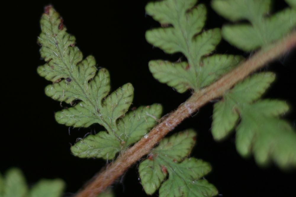 Woodsiaceae Woodsia ilvensis