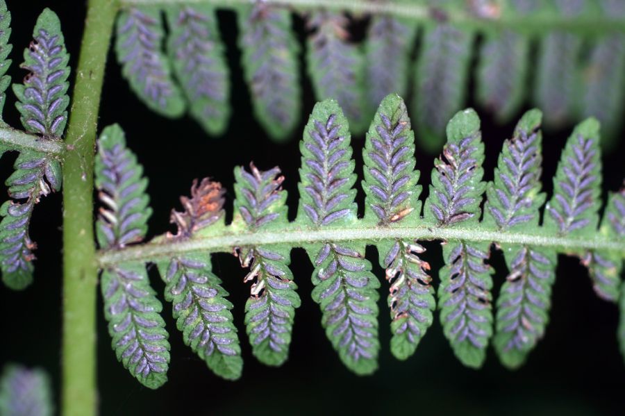 Athyriaceae Deparia acrostichoides