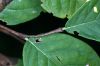 image of Dirca palustris