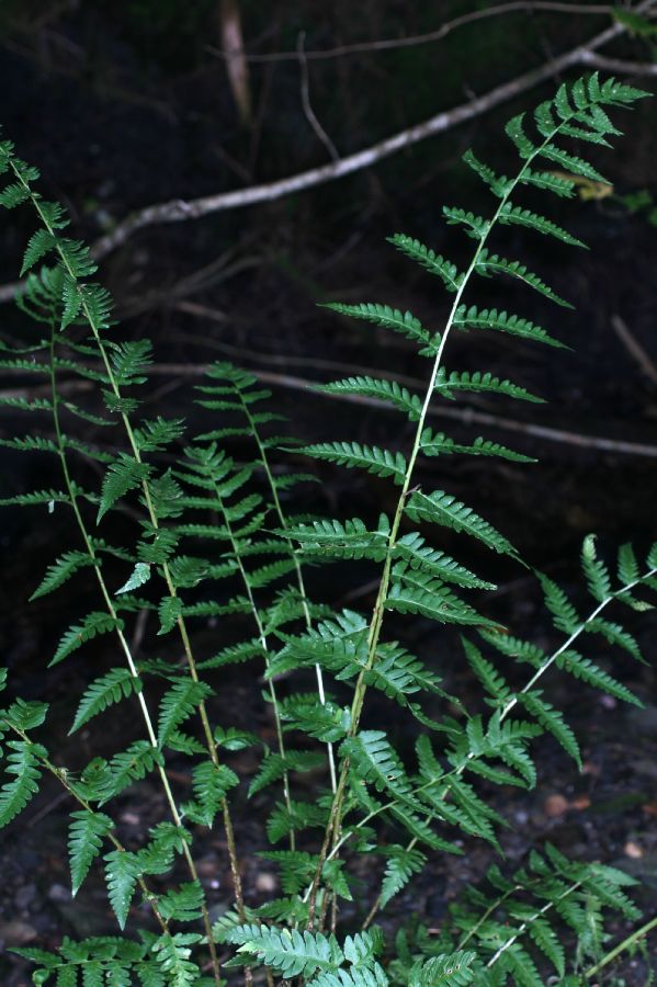 Dryopteridaceae Dryopteris clintoniana