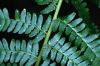 image of Dryopteris filix-mas